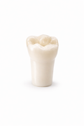 Acrylic Typodont Teeth
