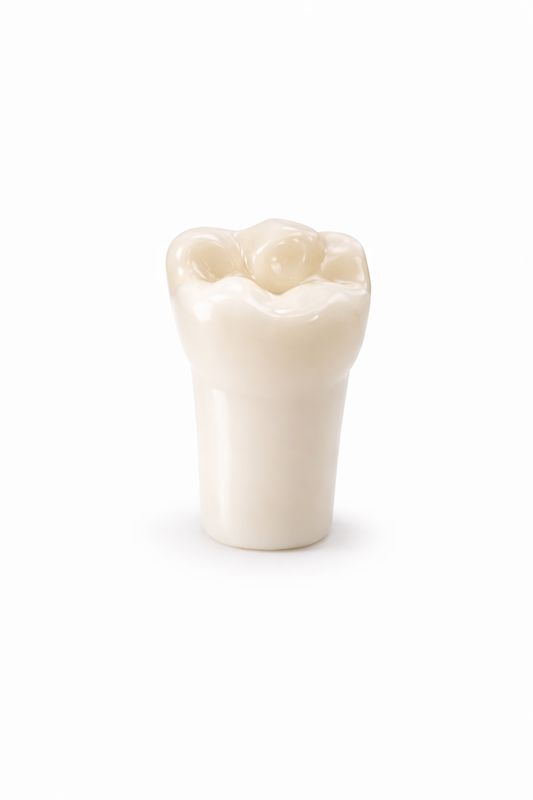 Acrylic Typodont Teeth