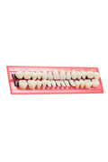 Teeth Setting