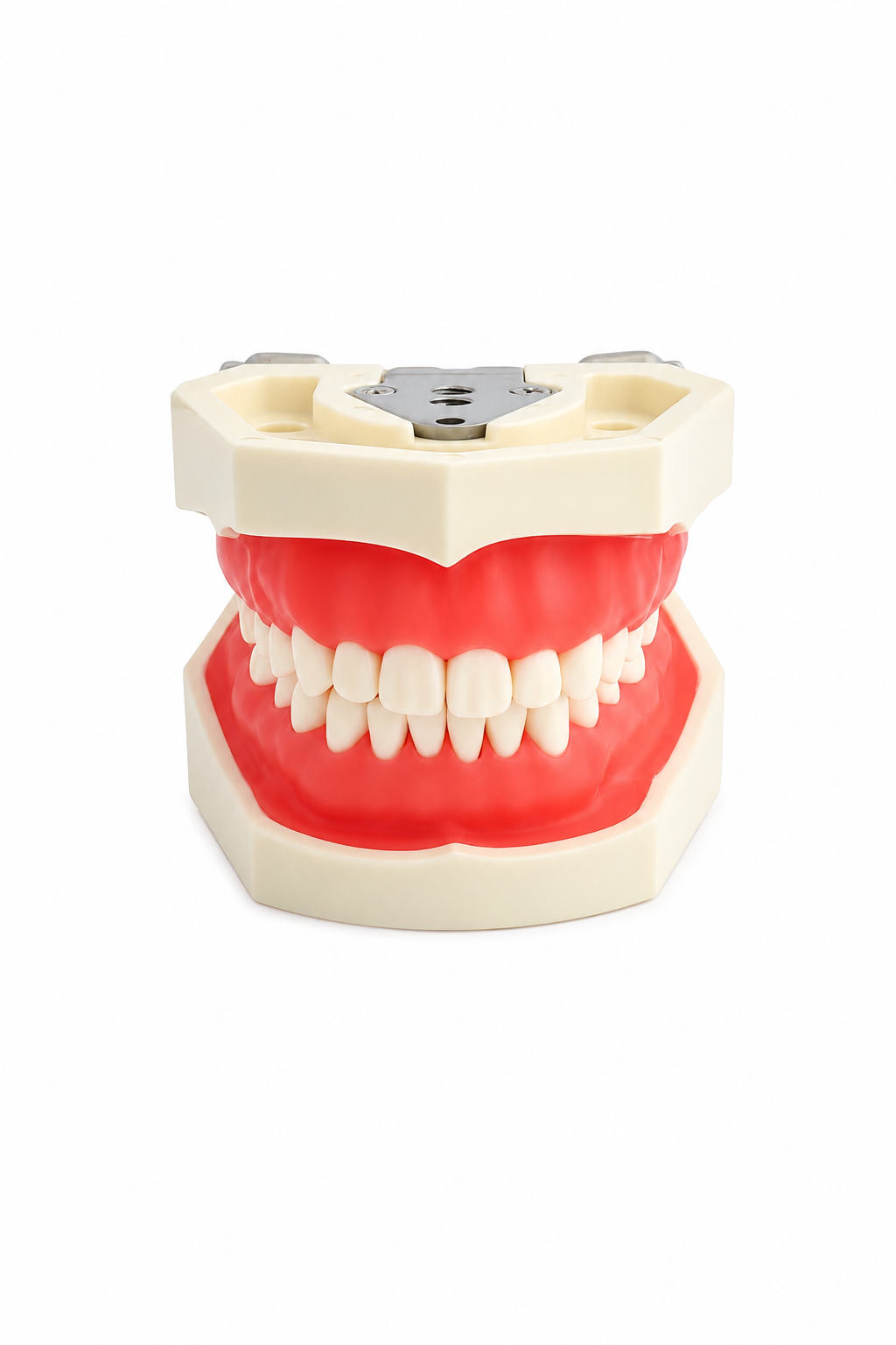 Dental Jaw Typodont Model